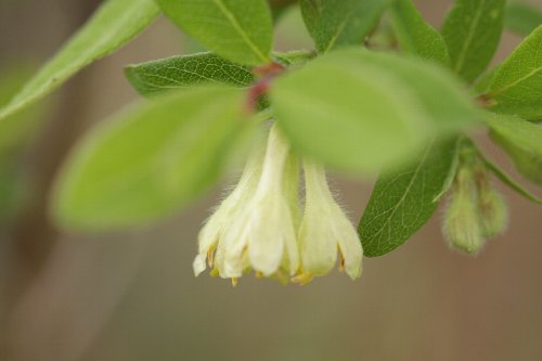 クロミノウグイスカグラの花